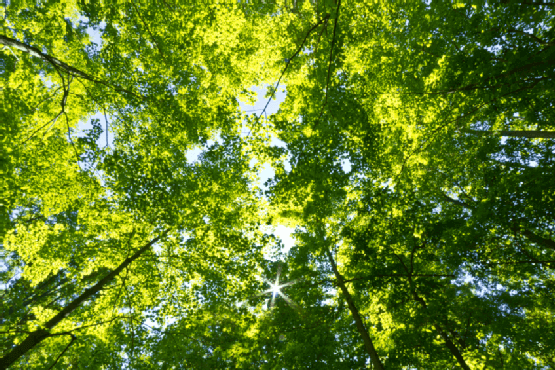 How the Sustainable Forestry Initiative Makes Building with Green Lumber Accessible to Everyone