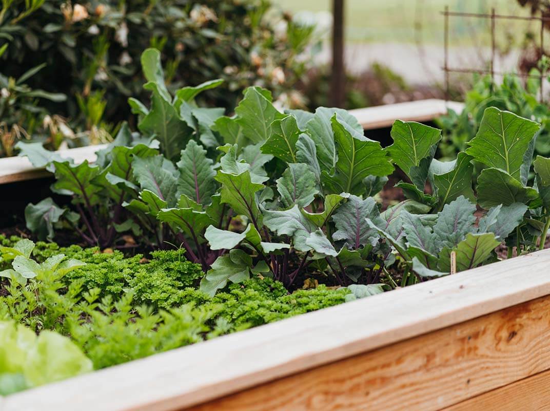 5 Tips for Building a Raised Garden Bed