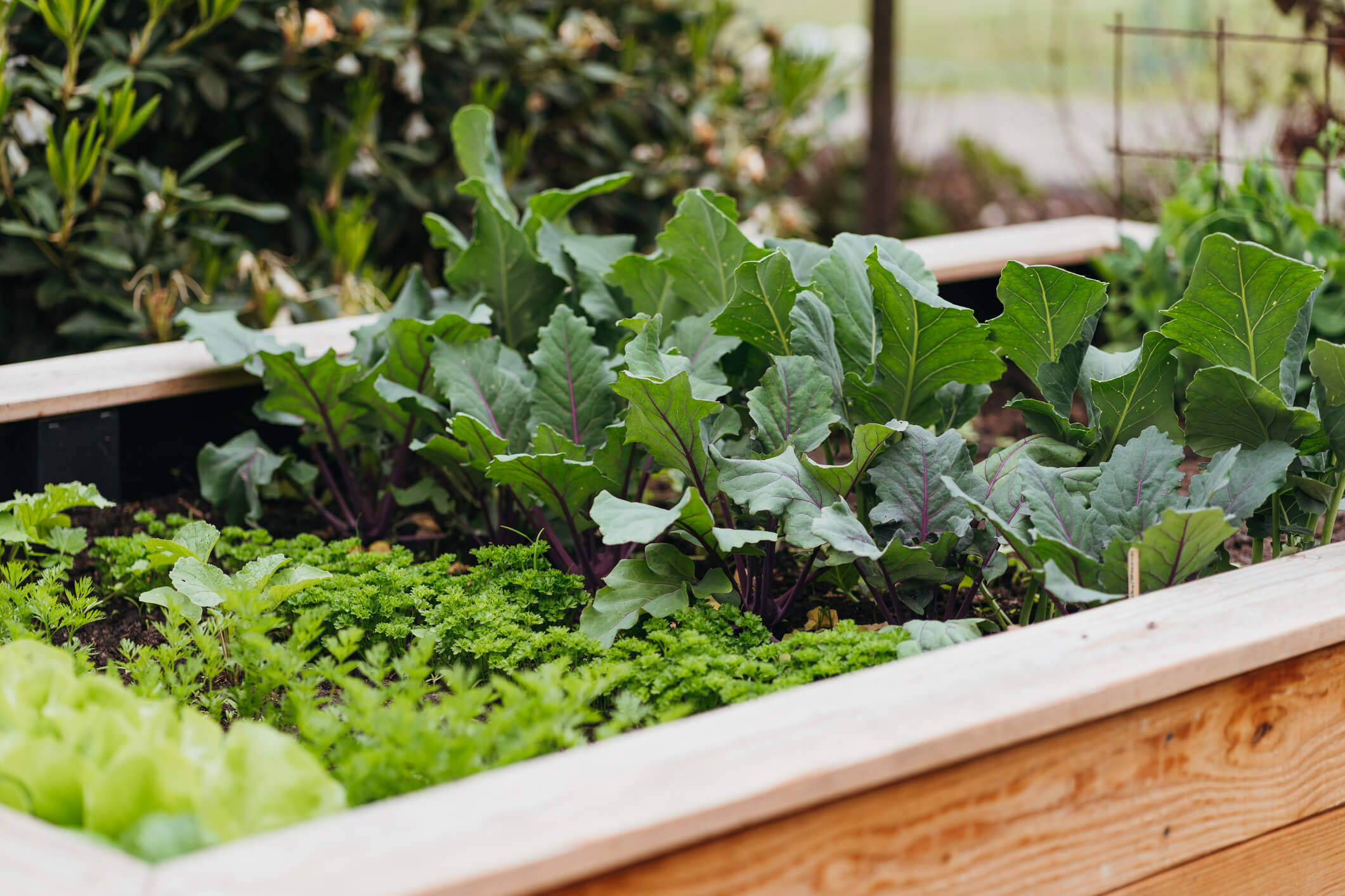 Make Building a Raised Garden Bed Your Next Budget-Friendly Project
